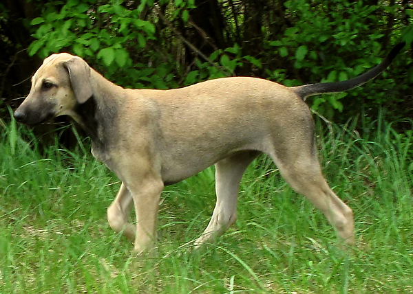 Tahuara's Bashir
