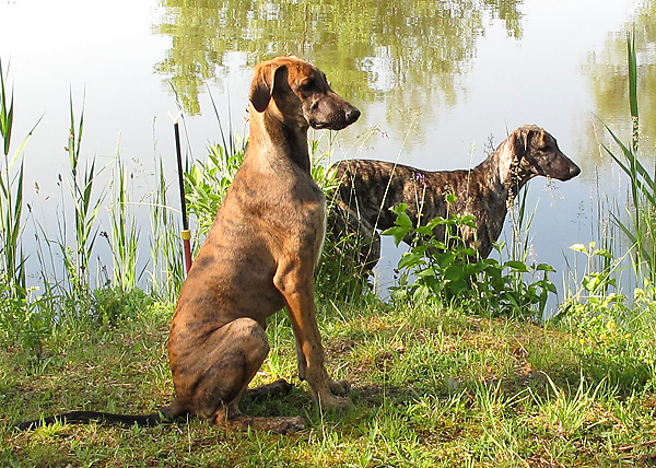 Tahuara's Bassam und Baran
