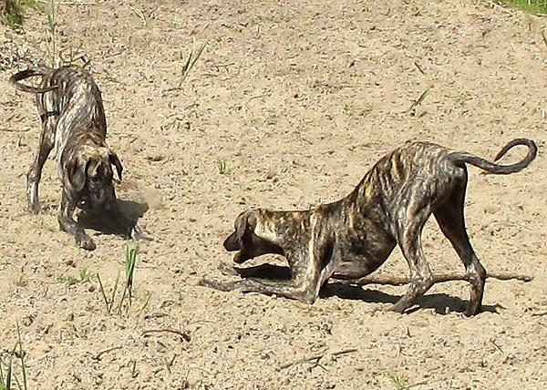 07-Baran-und-Bijan