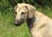 7-Bashir-16-Wochen-alt