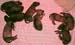 20-Tahuara's-B-14Tage-0006