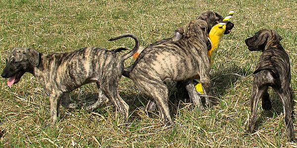 59-Tahuaras-B-7-Woch#60009