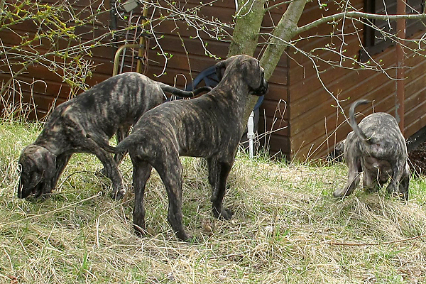 61-Tahuaras-B-7-Woch#60011