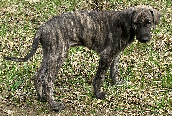 63-Tahuaras-B-7-Woch#60012