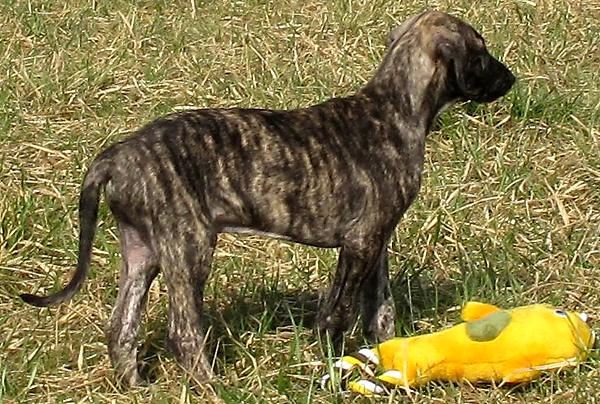 65-Tahuaras-B-7-Woch#60014