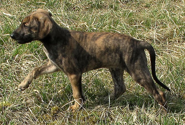 66-Tahuaras-B-7-Woch#60015