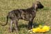 65-Tahuaras-B-7-Woch#60014