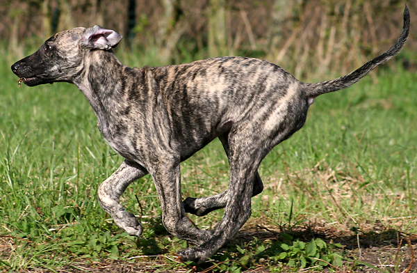 Baran