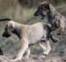 Bashir und Bilal